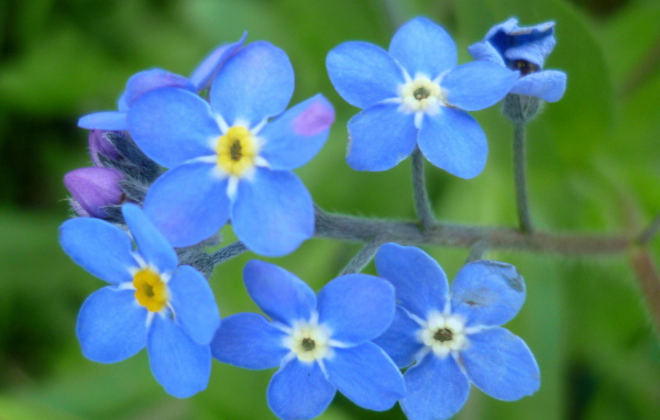 Красивые цветы бруннера в саду