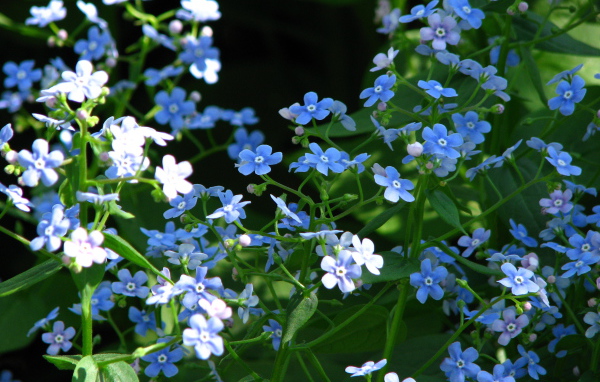 Красивые цветы бруннера на солнце