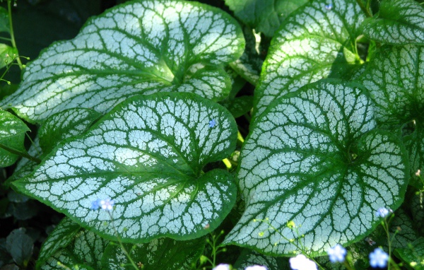 Красивое растение бруннера в лесу