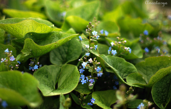 Цветы бруннера растет на Кавказе и юго-востоке Азии