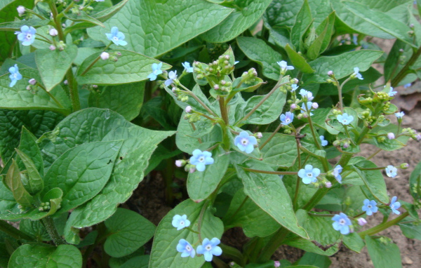 Многолетнее растение бруннера в лесу