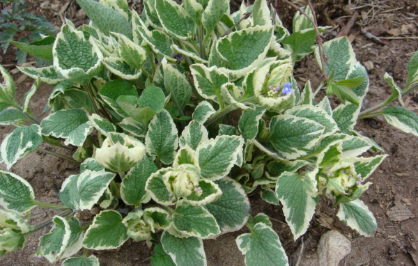 Многолетнее растение бруннера в парке