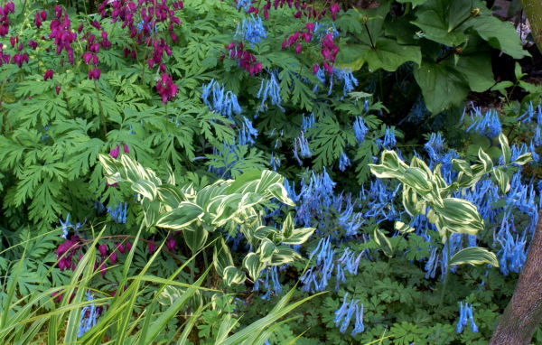 Растение бруннера в саду