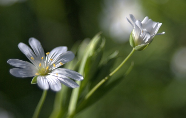 Бутон и цветок в дымке