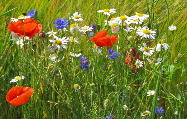 Семейка полевых цветов