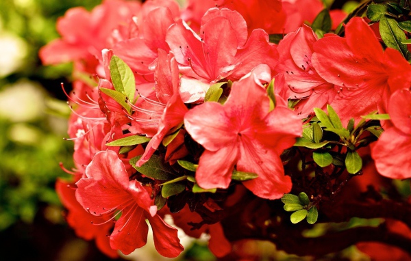 Куст красных цветов