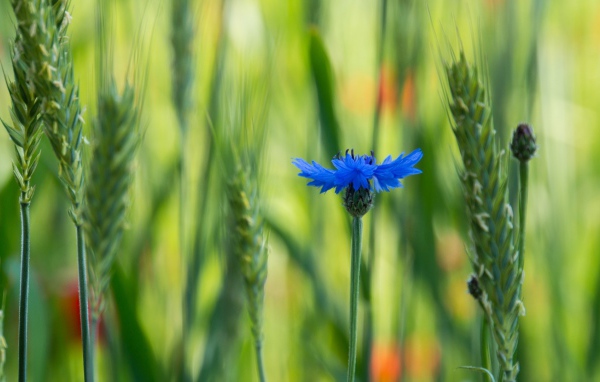 Лютик в поле