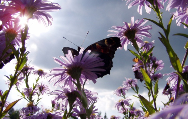Бабочка на ромашках