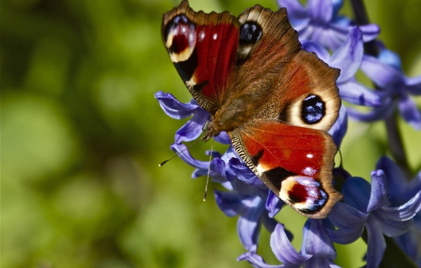 Бабочка на красивых цветах гиацинт