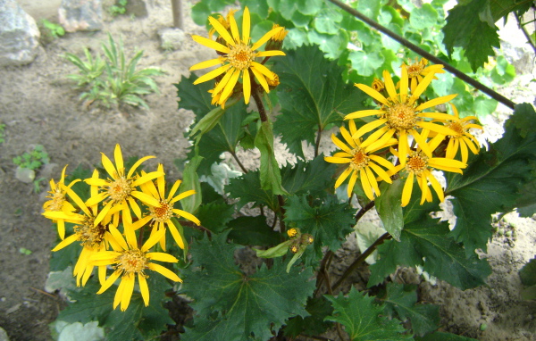 Красивый бузульник в саду