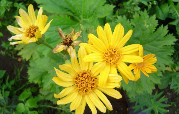 Красивое растение бузульник в парке