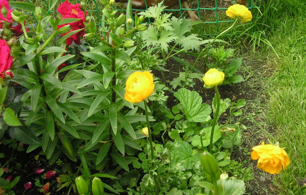 Растение бузульник на дачном участке