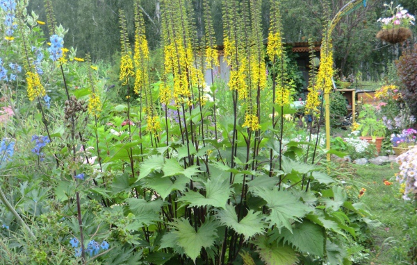 Растения бузульник в саду