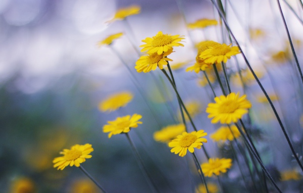 Желтые ромашки