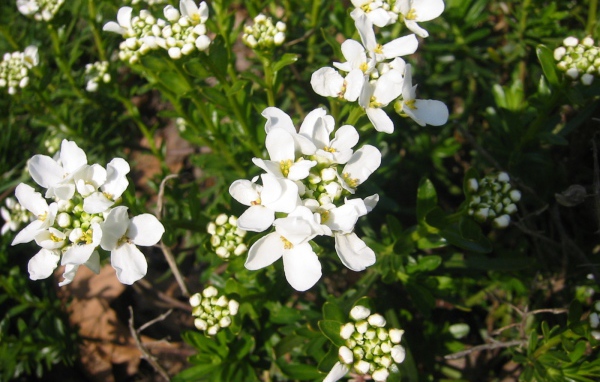 Кавказская резуха на поляне