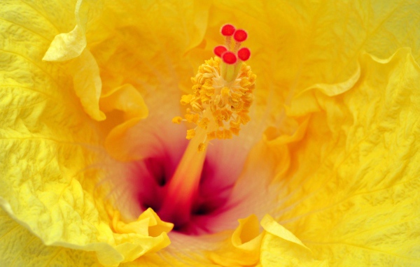 Китайская роза