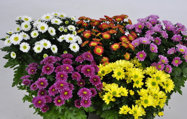 Букет цветов хризантема