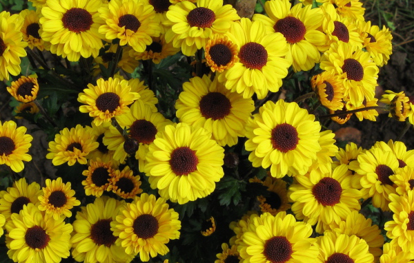 Выращивание цветов хризантема в саду