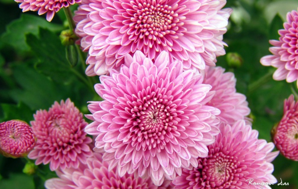 Хризантемы