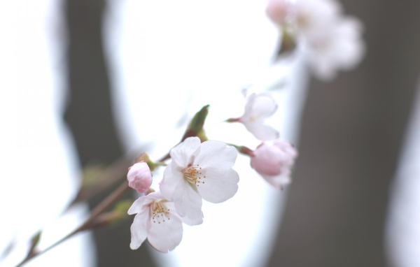 Цвет яблони