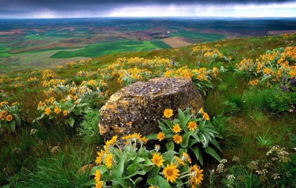 Разноцветный камень среди цветов