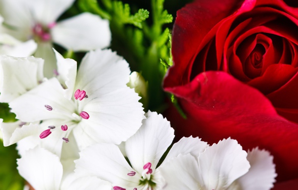 Красочные цветы