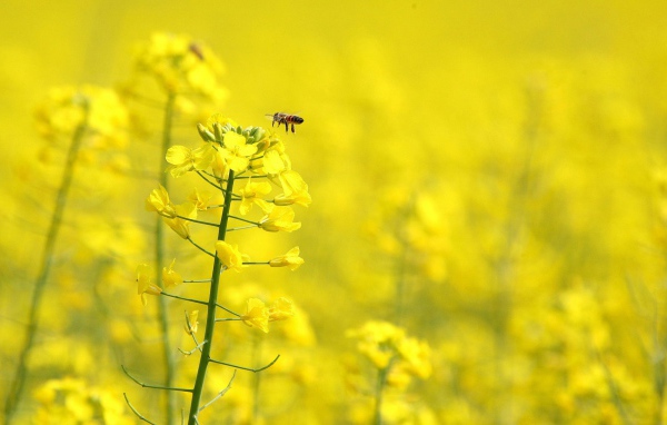 Желтые цветы