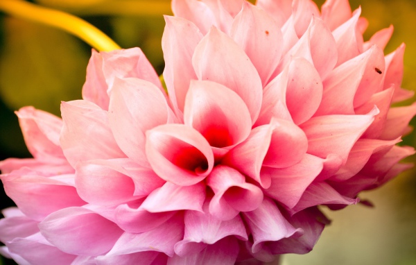 Прохладный цветок