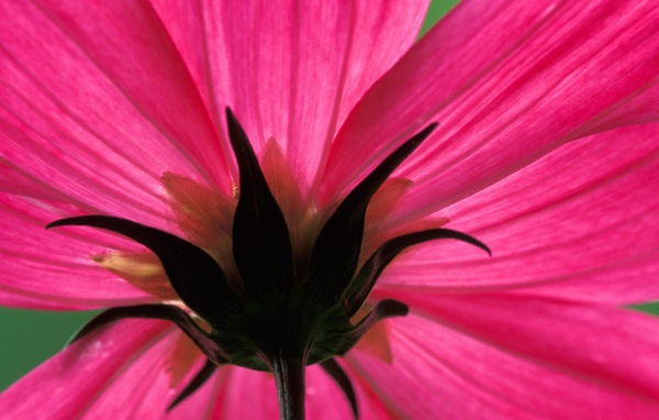 Космический цветок