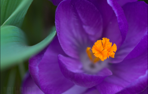 Крокус прекрасный цветок