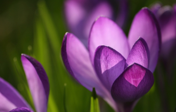 Крокус красивые цветы