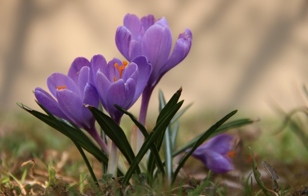 Цветы крокусы в лесу