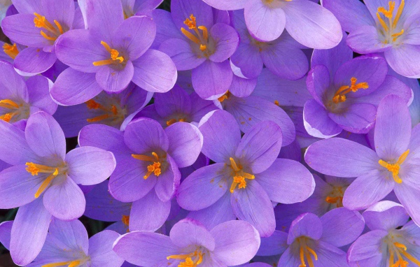 Цветы крокус на поляне