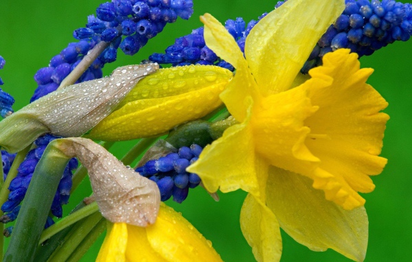 Daffodils and hyacinth