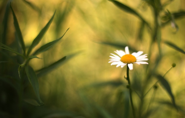 Полевая ромашка