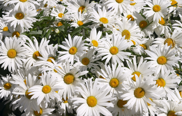 Цветы маргаритки зацвели в саду