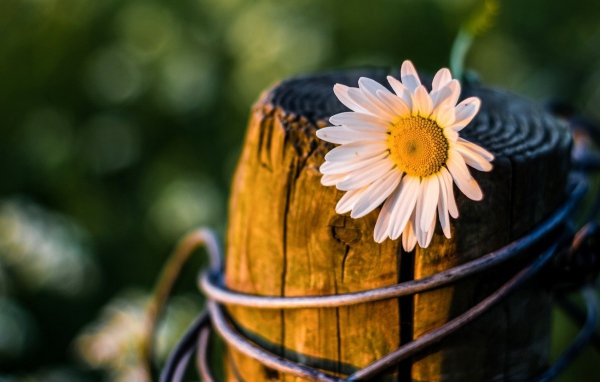 Ромашка на пне