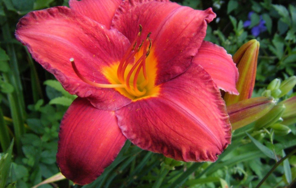 Выращивание цветов лилейник в саду