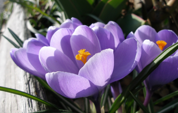 Ослепительные цветы крокус