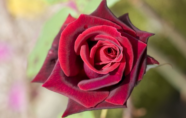 Роза насыщенного красного цвета