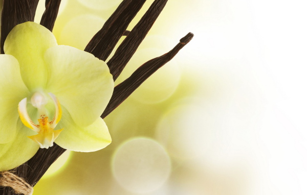 Нежный цветок