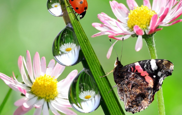 Hежные цветы