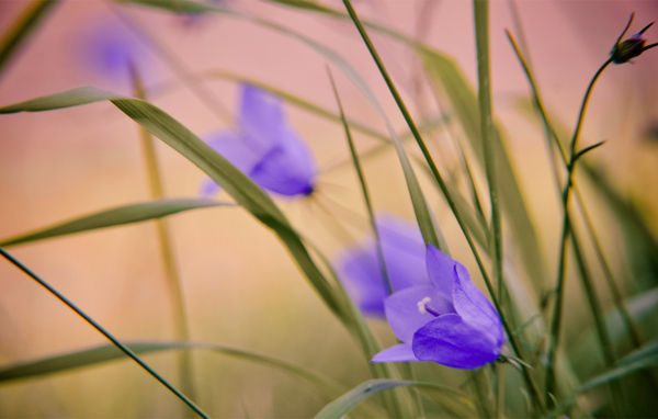 Нежный сиреневый колокольчик