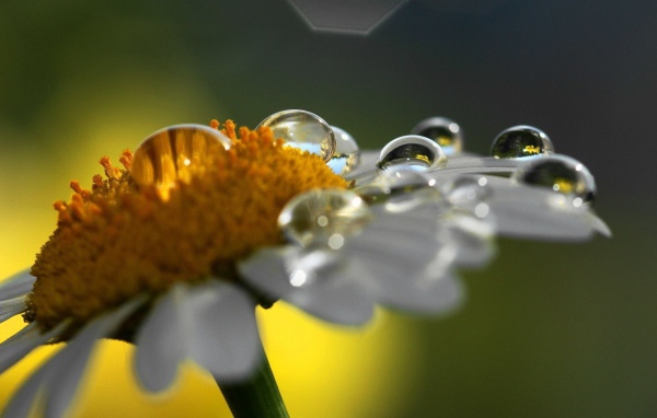 Роса на ромашке
