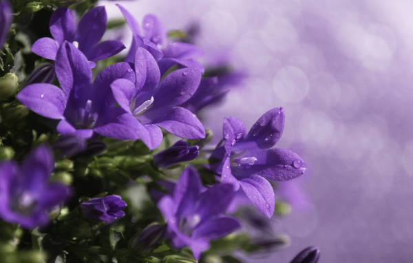 Роса на колокольчиках