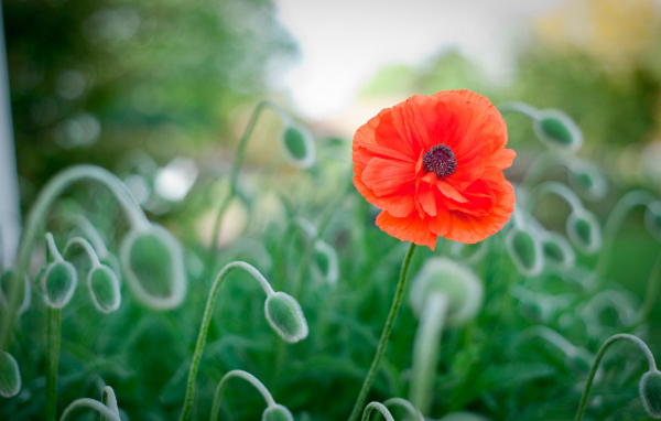 Божественный цветок красный мак