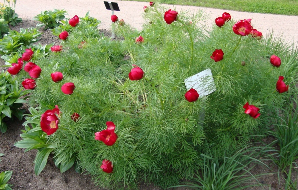 Божественные цветы пионы