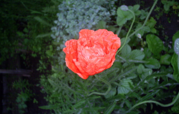 Божественный  красный мак