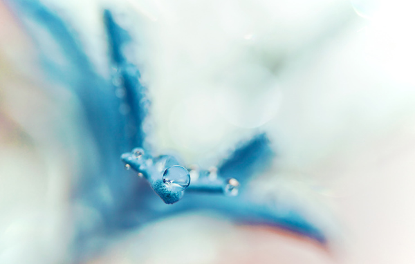 Капля на голубом лепестке