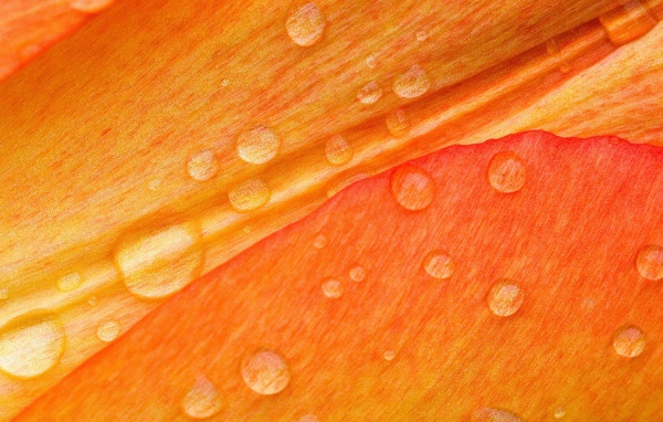Drops on flower petals